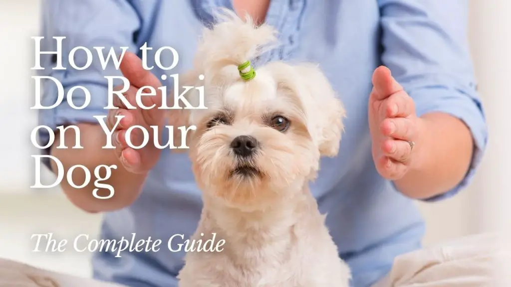 How to Do Reiki on Your Dog