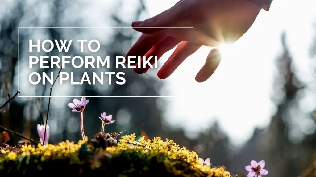 How to Perform Reiki on Plants